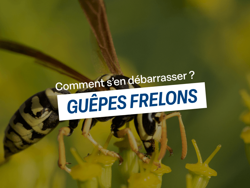 Guêpes & frelons