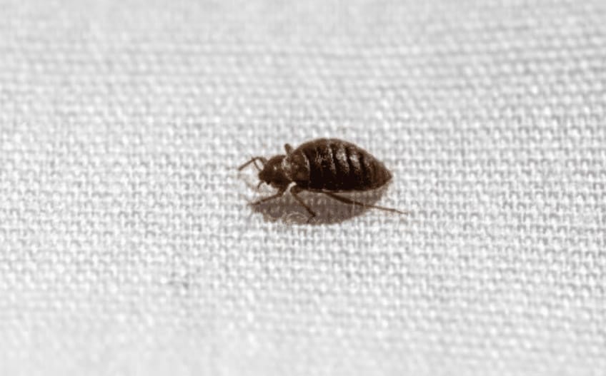 insect rampant photo - D.D.N Boutique