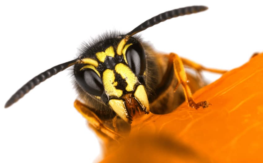 insect volant photo - D.D.N Boutique