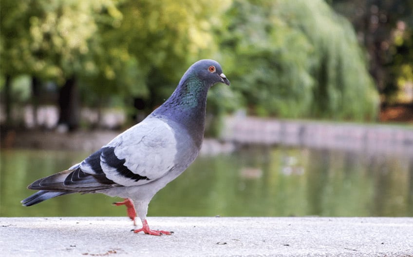 photo pigeon boutique - D.D.N Boutique